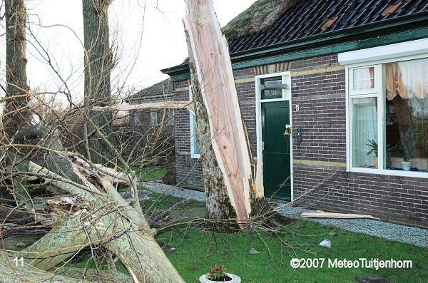 over de lengte afgeknapte boom